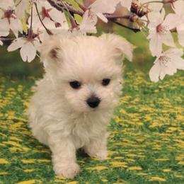 Teacup Baby Carson - White male Maltese puppy in North Myrtle Beach, South Carolina from Perfect Puppies