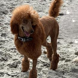 Teeter - Poodle