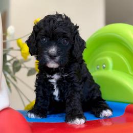 Lady bug - Black female Cavapoo puppy in Yuciapa, California from AlltheDoodlez_