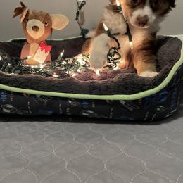 Toy Australian Shepherd Puppies from Loyal Litters Toy Australian Shepherds