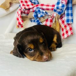 Buttercup - Chocolate and tan female Dachshund puppy in Stilwell, Oklahoma from MB’s Dachshunds