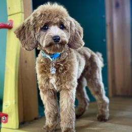 Double Doodle puppies from Walk with Me Doodles