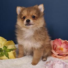 Jin - Orange sable male Pomeranian puppy in Tampa, St Petersburg, Florida from Diana's Pomeranians
