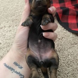 Dachshund Puppies from Holly’s Mini Weenies