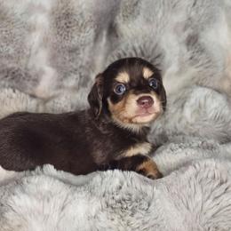 Girl 4 - Chocolate and cream female Dachshund puppy in Rancho Cucamonga, California from Pretty Little Dachshunds