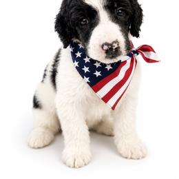 Christoff - Parti male Poodle puppy in Washington, Pennsylvania from Patriotic Poodles