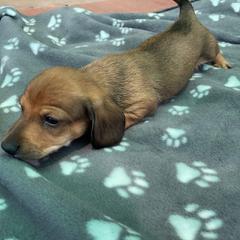 Dachshund Puppies from Eddy’s Mini Doxies