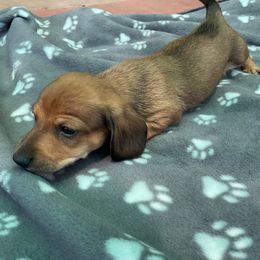 Dachshund Puppies from Eddy’s Mini Doxies