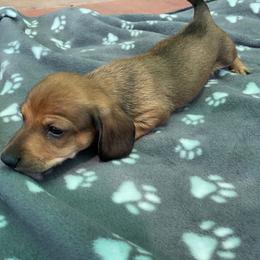 Dachshund Puppies from Eddy’s Mini Doxies