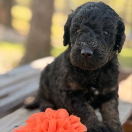 Ginger - Phantom female Poodle puppy in Poplarville, Mississippi from Southern Belle Poodles