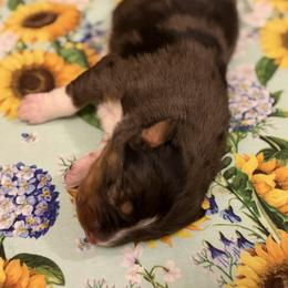 Australian Shepherd puppies from Circle J Aussies