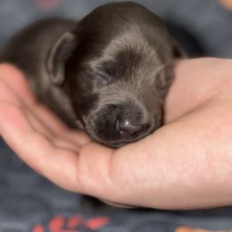 Dusty - Gray (blue) male Dachshund puppy in Florida from Doxie Rugrats