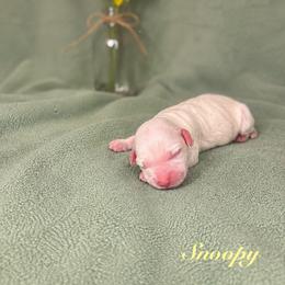 Snoopy - Chalk male Australian Labradoodle puppy in Ponchatoula, Louisiana from Cajun Land Doodles
