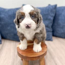 Bernedoodle puppies from Florida Coast Doodles