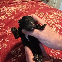 Pink Collar - Black female Poodle puppy in Henagar, Alabama from Windy Oak Kennels