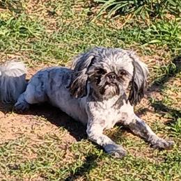 Sam - Shih Tzu