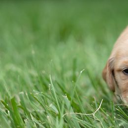 Golden Retriever Puppies from Stormy Hill Golden Retrievers