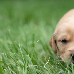 Golden Retriever Puppies from Stormy Hill Golden Retrievers