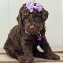 Purple - Chocolate female Goldendoodle puppy in Hesperia, Michigan from Red Acres Poodles & Doodles