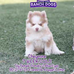 Cheyenne - Lavender female Pomsky puppy in Humeston, Iowa from M.A.R. Dogs