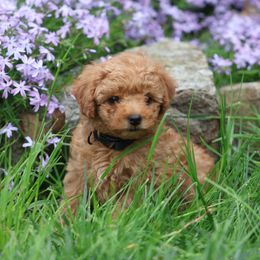 Pembroke Welsh Corgi and Poodle Puppies from Corgi Companions (license number 18998)