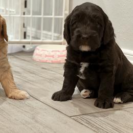 Australian Labradoodle Puppies from QuiSal Labradoodles