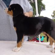 Greater Swiss Mountain Dog Puppies from S’rendi Greater Swiss Mountain Dogs
