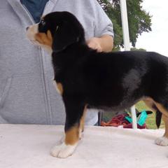 Greater Swiss Mountain Dog Puppies from S’rendi Greater Swiss Mountain Dogs
