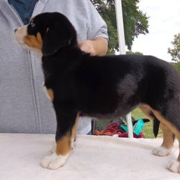 Greater Swiss Mountain Dog Puppies from S’rendi Greater Swiss Mountain Dogs