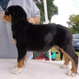 Greater Swiss Mountain Dog Puppies from S’rendi Greater Swiss Mountain Dogs