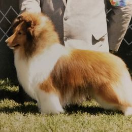 Shetland Sheepdogs from Jeri Wilson's Shetland Sheepdogs