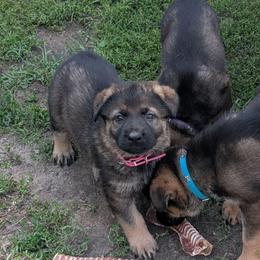 Pink - Sable female German Shepherd puppy in Motley, Minnesota from Von Thomson Haus