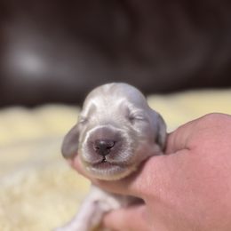 Barny - Cream male Dachshund puppy in Muldrow, Oklahoma from Sassy Sausage Dogs