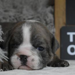 Pam - Blue tri-color female Bulldog puppy in Caledonia, New York from Raise The Woof Bulldogs