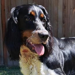 Aspen - English Springer Spaniel