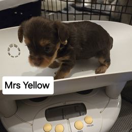 Yorkshire Terrier Puppies from Lewis Precious Paws