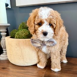 Cavapoochon Puppies from Apricot Lane Puppy