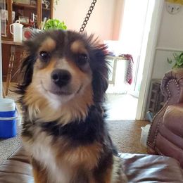 Miniature Australian Shepherds and Toy Australian Shepherds from Brigs Aussies