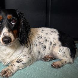 Pebbles - Dachshund