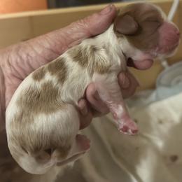 Cavalier King Charles Spaniel All Grown Up from Cutie Pie Cavaliers
