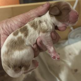 Cavalier King Charles Spaniel All Grown Up from Cutie Pie Cavaliers