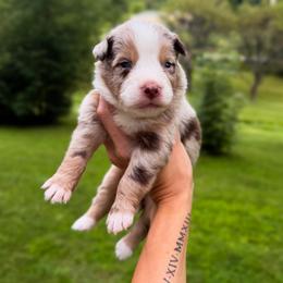 Toad - Red merle male Australian Shepherd puppy in Tyner, Kentucky from Lil’ Town Aussies