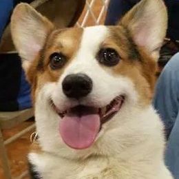 Pembroke Welsh Corgis from Countrylane Corgis