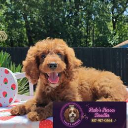 Joy - Red female Cavapoo puppy in Dallas, Texas from Halo's Heroes Doodles