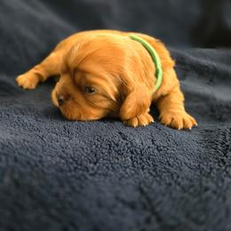 Juno - Ruby male Cavalier King Charles Spaniel puppy in Sunny Valley, Oregon from Sunny Valley Cavaliers