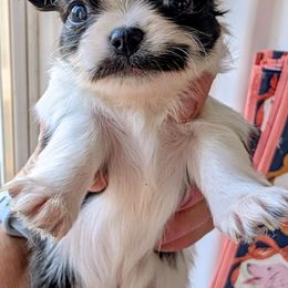 Cole - Black and white male Chihuahua puppy in Leominster, Massachusetts from House of Lil  Paw