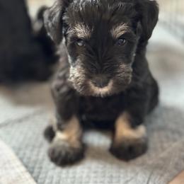 Miniature Schnauzer Puppies from Connie's Mini Schnauzer’s