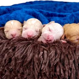 Bernedoodles and Poodles from Plum Valley Pups