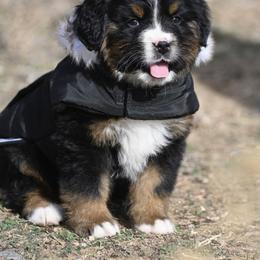 Bernese Mountain Dog, Golden Mountain Dog, and Golden Retriever Puppies from Grateful Bernese & Gage's Goldens