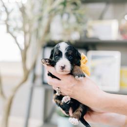 Leslie - Tri-color female Bernedoodle puppy in Murray, Utah from Sun Valley Doodles
